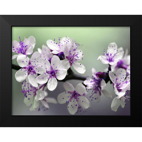 Flower 79 Black Modern Wood Framed Art Print by Lee, Rachel