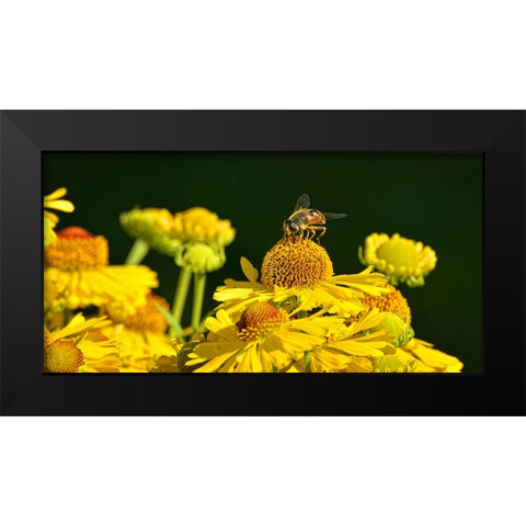Flower Bee Black Modern Wood Framed Art Print by Lee, Rachel