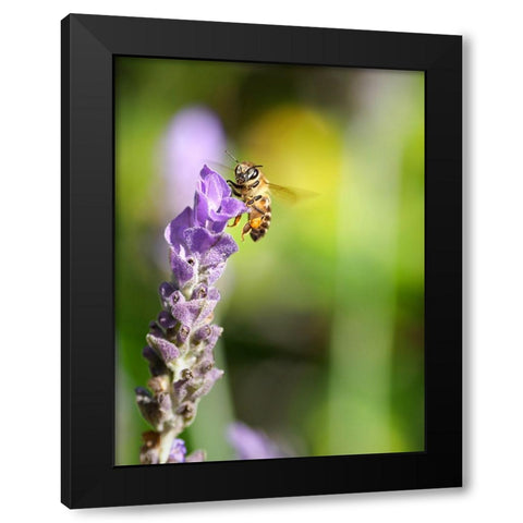 Flower Bee 2 Black Modern Wood Framed Art Print with Double Matting by Lee, Rachel