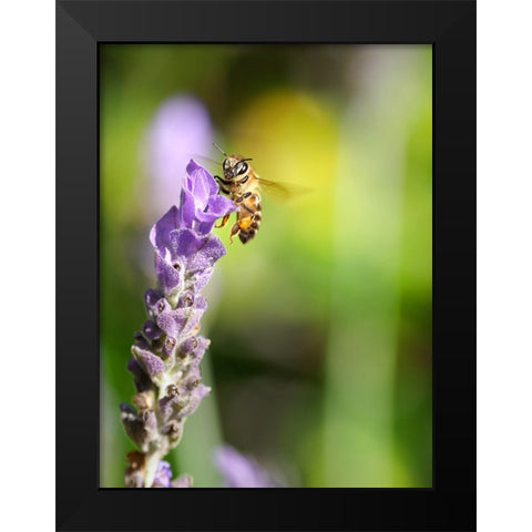 Flower Bee 2 Black Modern Wood Framed Art Print by Lee, Rachel