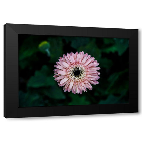 Flower Carnation Black Modern Wood Framed Art Print with Double Matting by Lee, Rachel
