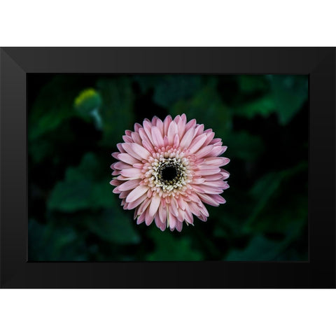 Flower Carnation Black Modern Wood Framed Art Print by Lee, Rachel