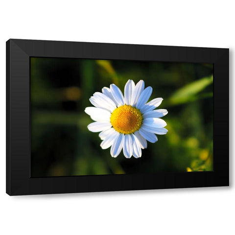 Flower Daisy Black Modern Wood Framed Art Print with Double Matting by Lee, Rachel