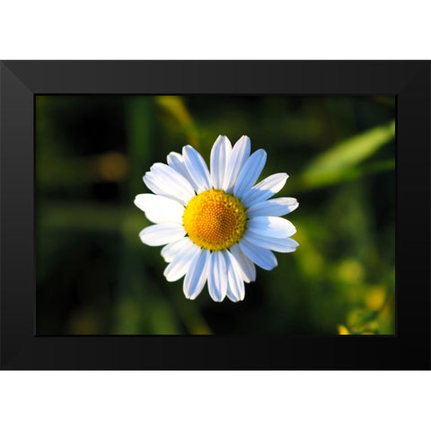 Flower Daisy Black Modern Wood Framed Art Print by Lee, Rachel