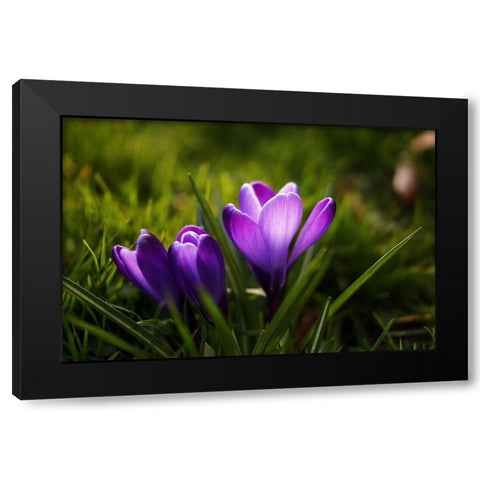 Flower Lilac Black Modern Wood Framed Art Print by Lee, Rachel