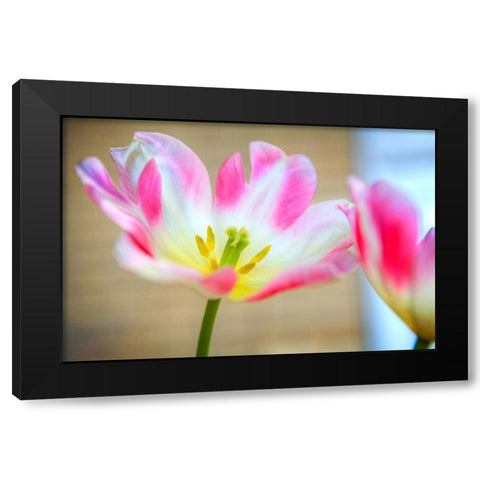 Flower Pink Black Modern Wood Framed Art Print by Lee, Rachel