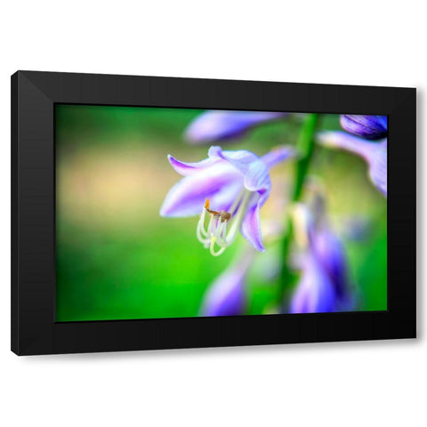Flower Purple Black Modern Wood Framed Art Print with Double Matting by Lee, Rachel