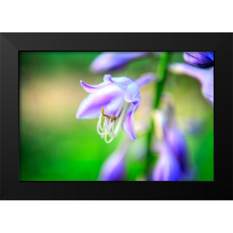 Flower Purple Black Modern Wood Framed Art Print by Lee, Rachel