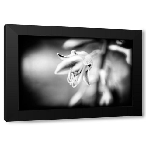 Flower Purple BW Holga Black Modern Wood Framed Art Print by Lee, Rachel