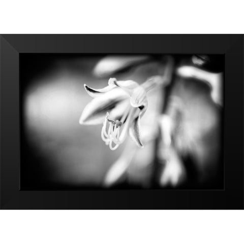 Flower Purple BW Holga Black Modern Wood Framed Art Print by Lee, Rachel