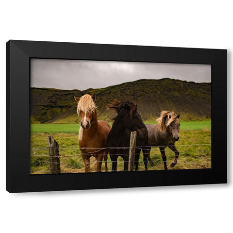 Horse 2 Black Modern Wood Framed Art Print with Double Matting by Lee, Rachel