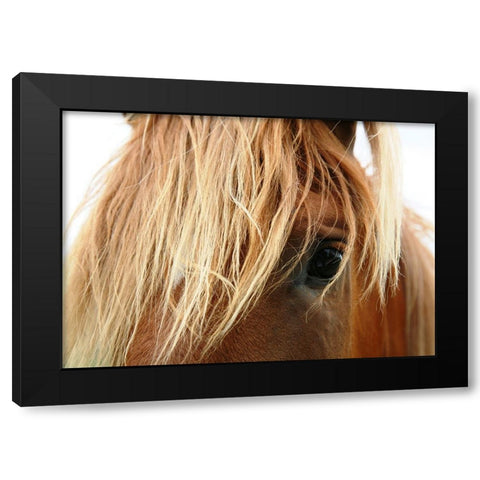 Horse 5 Black Modern Wood Framed Art Print with Double Matting by Lee, Rachel