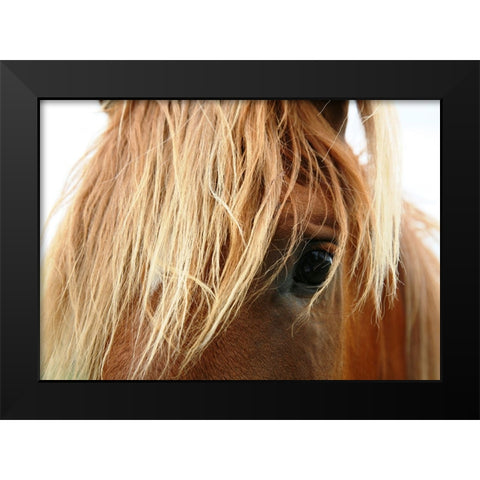 Horse 5 Black Modern Wood Framed Art Print by Lee, Rachel