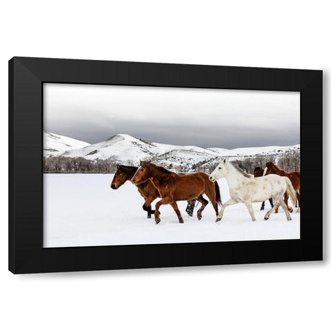 Horse 9 Black Modern Wood Framed Art Print with Double Matting by Lee, Rachel
