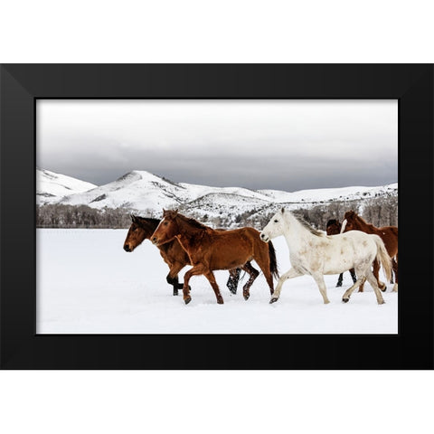 Horse 9 Black Modern Wood Framed Art Print by Lee, Rachel