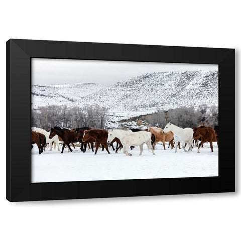 Horse 10 Black Modern Wood Framed Art Print with Double Matting by Lee, Rachel