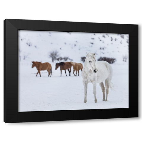 Horse 13 Black Modern Wood Framed Art Print with Double Matting by Lee, Rachel