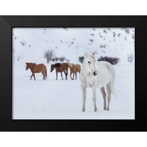 Horse 13 Black Modern Wood Framed Art Print by Lee, Rachel