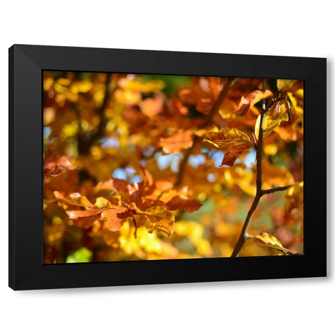 Leaves 15 Black Modern Wood Framed Art Print with Double Matting by Lee, Rachel