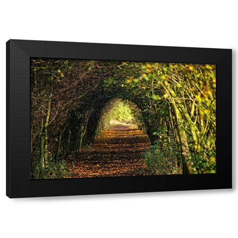 Pathway Black Modern Wood Framed Art Print with Double Matting by Lee, Rachel