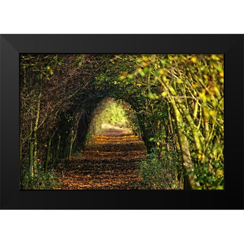 Pathway Black Modern Wood Framed Art Print by Lee, Rachel