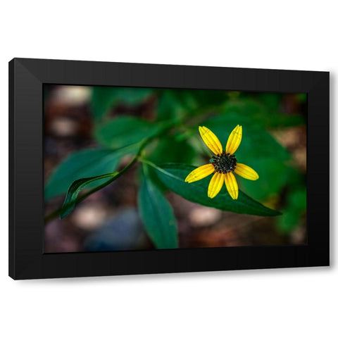 Pocket Wilderness 5 Black Modern Wood Framed Art Print with Double Matting by Lee, Rachel