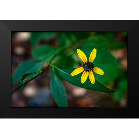 Pocket Wilderness 5 Black Modern Wood Framed Art Print by Lee, Rachel