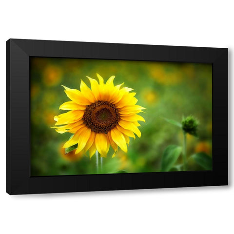 Sunflower Summer Black Modern Wood Framed Art Print by Lee, Rachel
