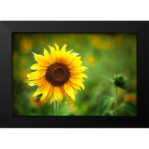 Sunflower Summer Black Modern Wood Framed Art Print by Lee, Rachel
