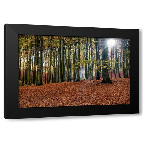 Trees 10 Black Modern Wood Framed Art Print by Lee, Rachel