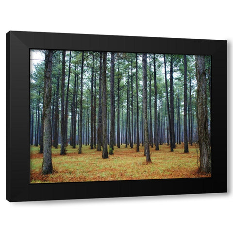 Trees 36 Black Modern Wood Framed Art Print by Lee, Rachel