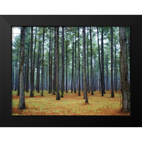 Trees 36 Black Modern Wood Framed Art Print by Lee, Rachel
