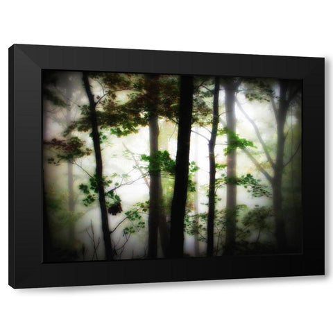 Trees 66 Black Modern Wood Framed Art Print with Double Matting by Lee, Rachel
