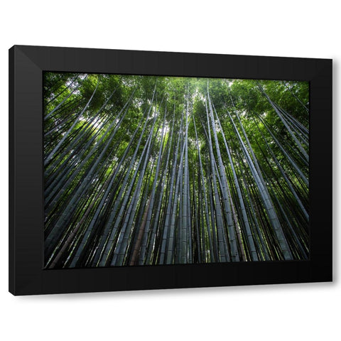 Trees 68 Black Modern Wood Framed Art Print with Double Matting by Lee, Rachel