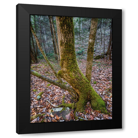 Trees 79 Black Modern Wood Framed Art Print with Double Matting by Lee, Rachel