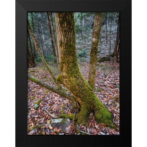 Trees 79 Black Modern Wood Framed Art Print by Lee, Rachel