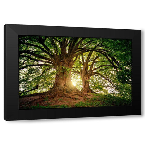 Trees 80 Black Modern Wood Framed Art Print with Double Matting by Lee, Rachel
