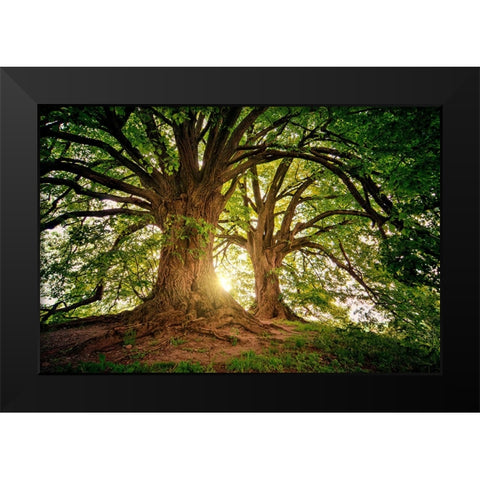 Trees 80 Black Modern Wood Framed Art Print by Lee, Rachel