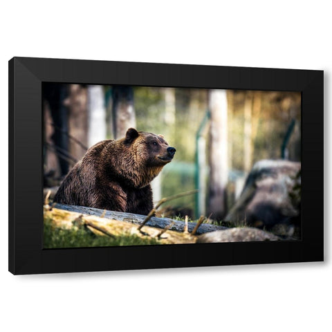 Wildlife 10 Black Modern Wood Framed Art Print with Double Matting by Lee, Rachel