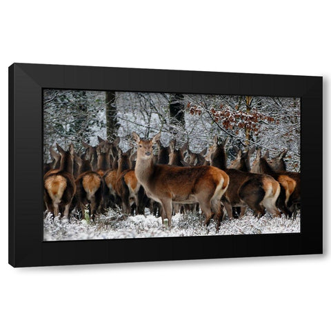 Wildlife 11 Black Modern Wood Framed Art Print with Double Matting by Lee, Rachel