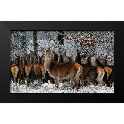 Wildlife 11 Black Modern Wood Framed Art Print by Lee, Rachel