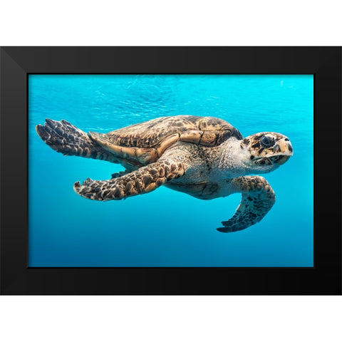 Wildlife 13 Black Modern Wood Framed Art Print by Lee, Rachel
