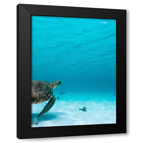 Wildlife 16 Black Modern Wood Framed Art Print with Double Matting by Lee, Rachel