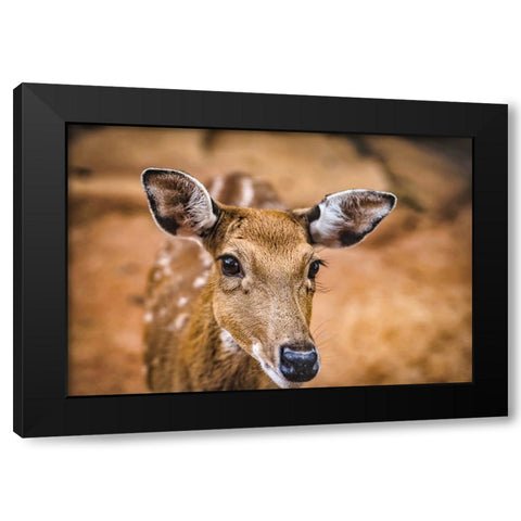 Wildlife 8 Black Modern Wood Framed Art Print with Double Matting by Lee, Rachel