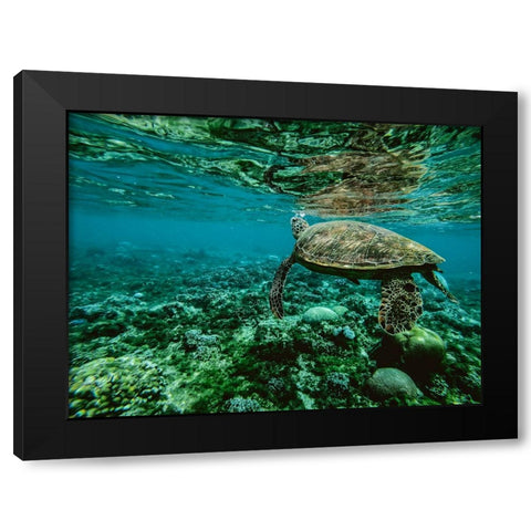 Wildlife 9 Black Modern Wood Framed Art Print with Double Matting by Lee, Rachel