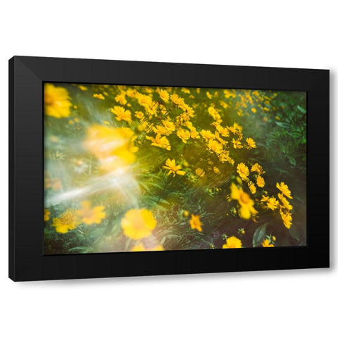 Springtime Black Modern Wood Framed Art Print by Malone, Will