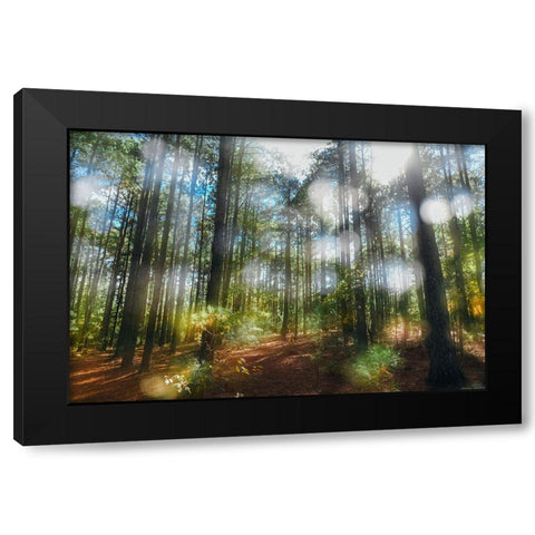 Blurry Forest Black Modern Wood Framed Art Print by Malone, Will