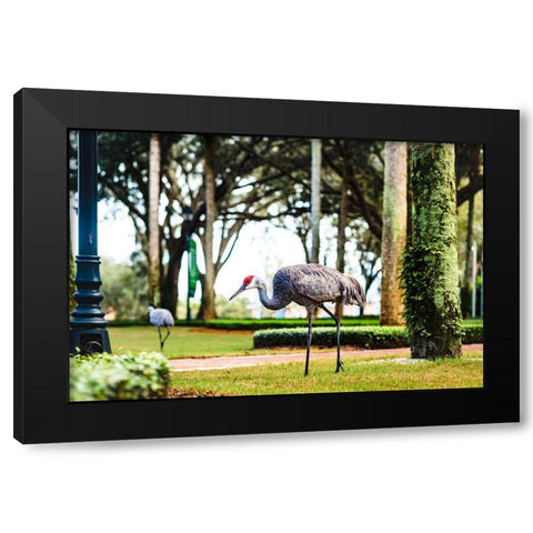2 Birds and a Lizard Black Modern Wood Framed Art Print by Malone, Will