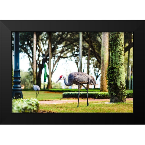 2 Birds and a Lizard Black Modern Wood Framed Art Print by Malone, Will
