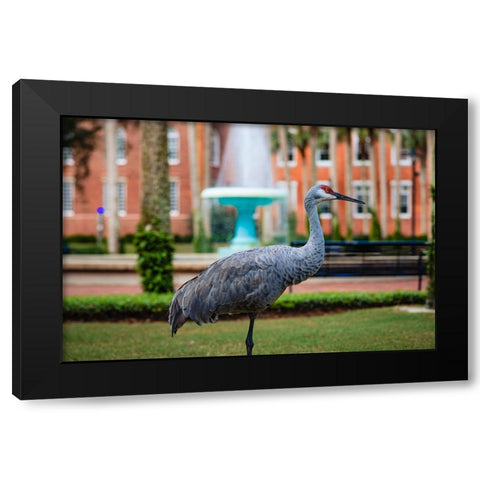 DeLand Bird Black Modern Wood Framed Art Print by Malone, Will